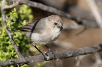 Bushtit - Camarillo, California