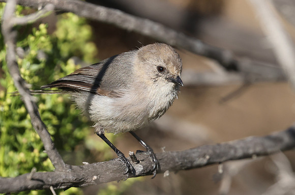 Bushtit - Camarillo, California