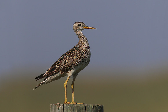 Upland Sandpiper - South Dakota