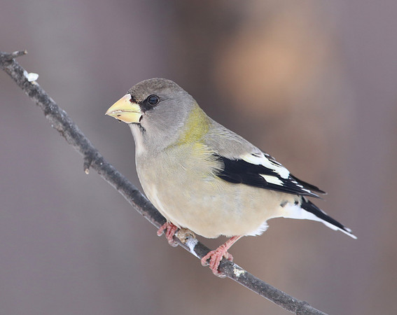 Evening Grosbeak - Sax Zim Bog, MN