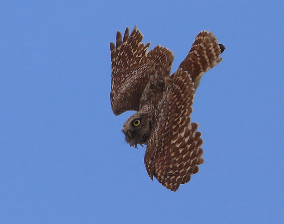 Burrowing Owl Flight - Badlands National Park, South Dakota
