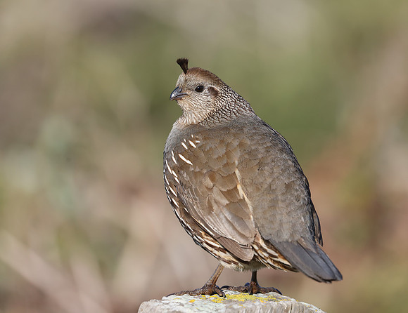 California Quail - Point Reyes, California
