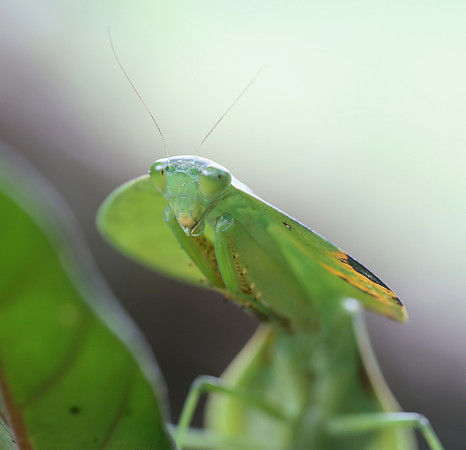 Peruvian shield mantis - Laguna Lagarto, Costa Rica