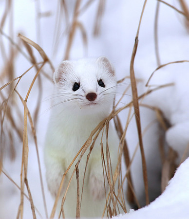 Short-tailed Weasel SaxZim Bog, MN