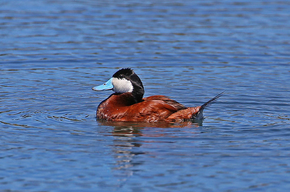 Ruddy Duck - Park City, Utah