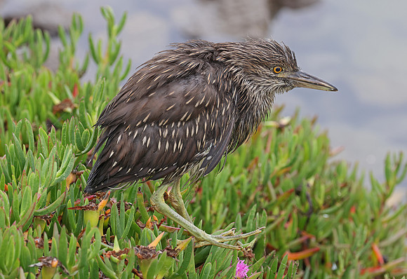 Black-crowned Night Heron - Ventura Harbor, California