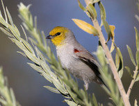Creepers, Kinglets, Verdin, and Gnatcatchers