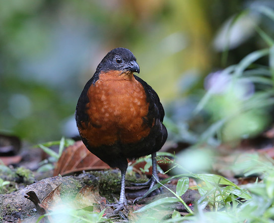 Dark-backed Wood-Quail - Mindo, Ecuador