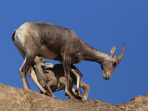 Bighorn Sheep Nursing - Badlands National Park South Dakota