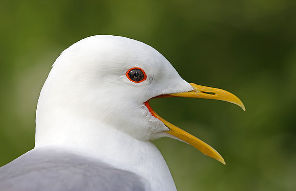 Short-billed Gull - Anchorage, Alaska