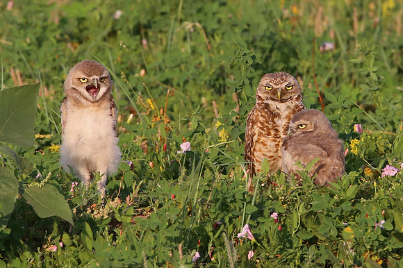 Burrowing Owls - Badlands National Park, South Dakota