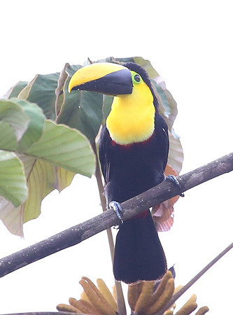 Choco Toucan - Mindo, Ecuador