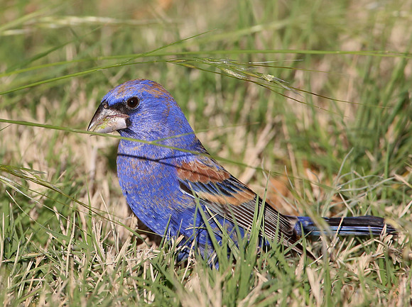 Blue Grosbeak - Big Bend National Park, Texas
