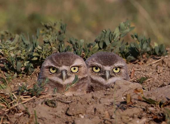 Burrowing Owls - Badlands National Park