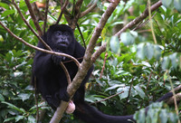Mantled Howler Monkey - Costa Rica