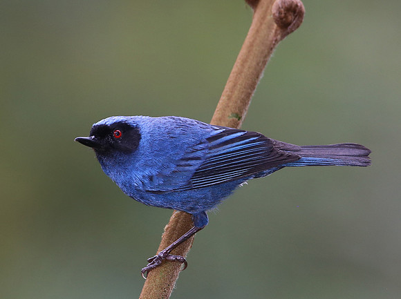 Masked Flowerpiercer - Mindo, Ecuador