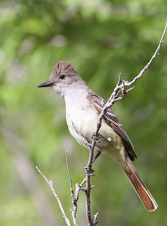 Ash-throated Flycatcherl - Big Bend National Park, Texas