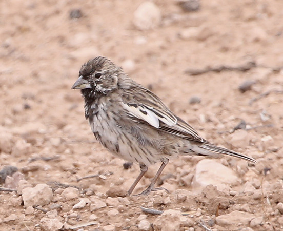 Lark Bunting - Big Bend National Park, Texas