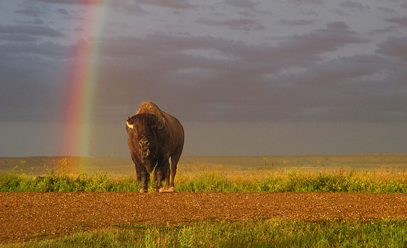 American Bison Under The Rainbow - Badlands National Park
