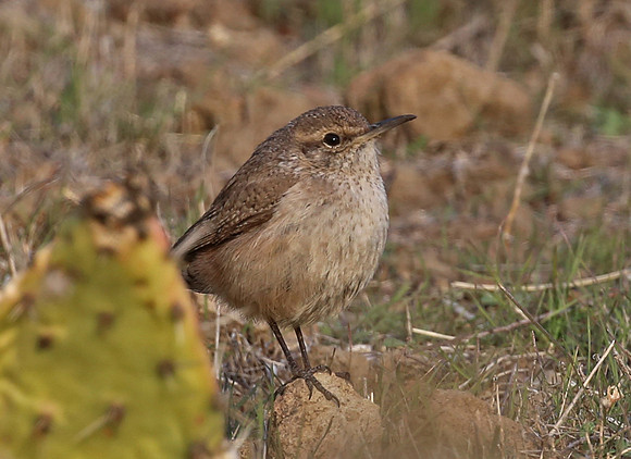 Rock Wren - Camarillo, California