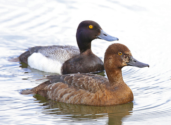 Greater Scaup - Anchorage, Alaska