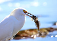 Snowy Egret with Sculpin - Santa Barbara, California