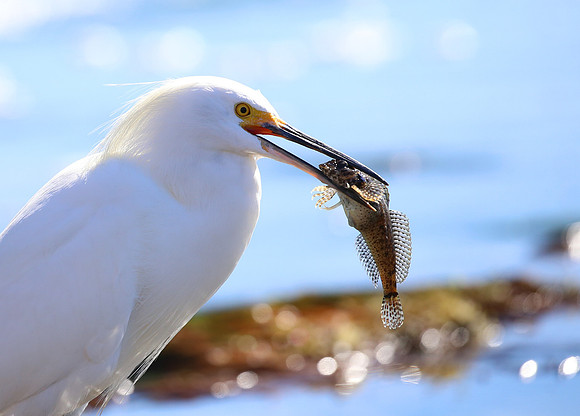 Snowy Egret with Sculpin - Santa Barbara, California