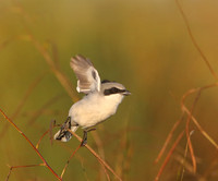 Loggerhead Shrike - Anahuac NWR, Texas
