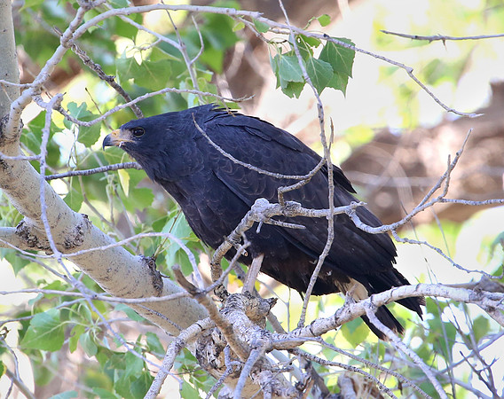Common Black Hawk - Big Bend National Park, Texas