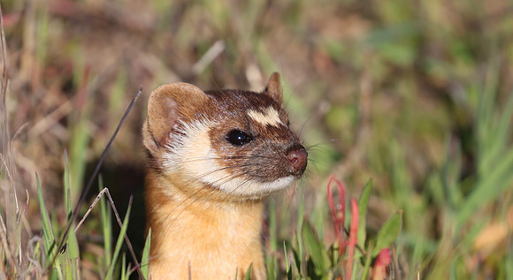 Long-tailed Weasel - Point Reyes, California