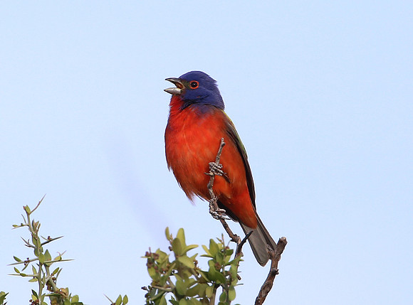 Painted Bunting - Big Bend National Park, Texas