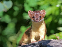 Short-tailed Weasel