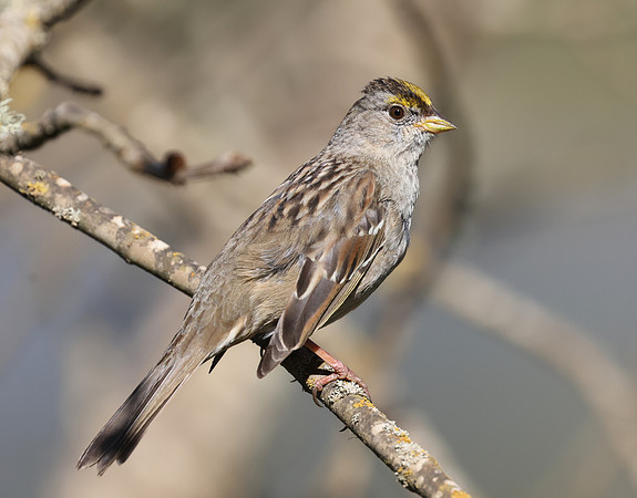 Golden-crowned Sparrow - Point Reyes, California