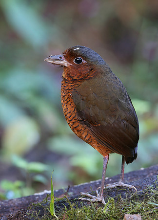 Giant Antpitta - Refugio Paz de las Aves Mindo, Ecuador