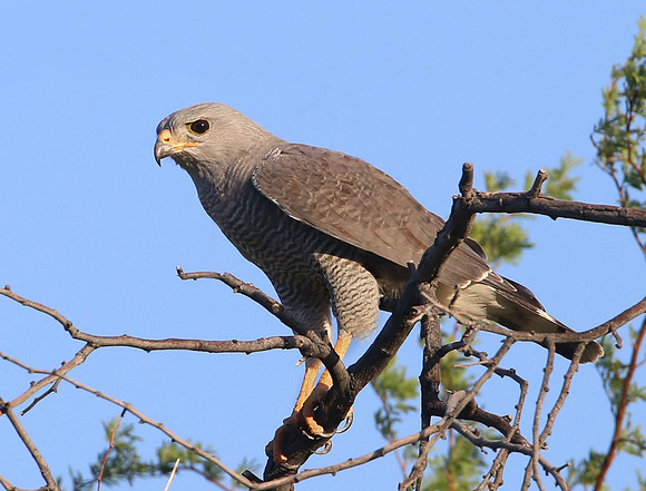 Gray Hawk - Big Bend National Park