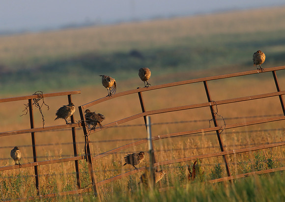Upland Game Bird - Outside Badlands National Park
