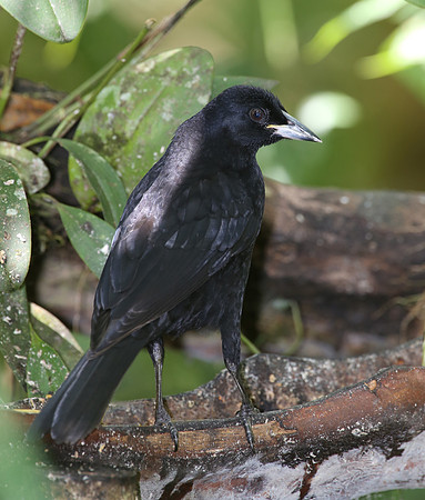 Scrub Blackbird - Mindo, Ecuador