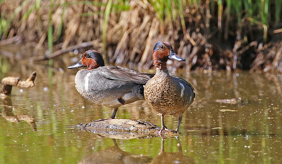 Green-winged Teal - Anchorage, Alaska