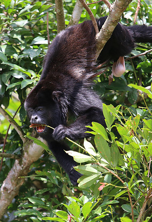 Mantled Howler Monkey - Costa Rica