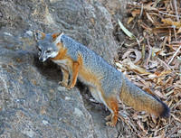 Island Fox - Channel Islands, California