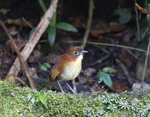 Yellow-breasted Antpitta - Refugio Paz de las Aves - Mindo, Ecua