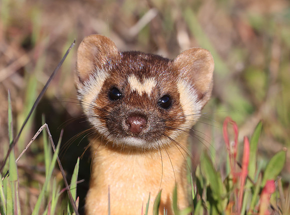 Long-tailed Weasel - Point Reyes, California