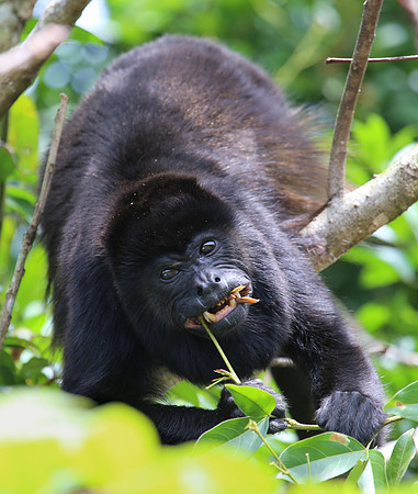 Mantled Howler Monkey - Costa Rica