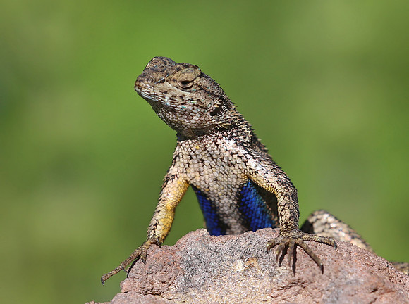 Western Fence Lizard - Ventura, California