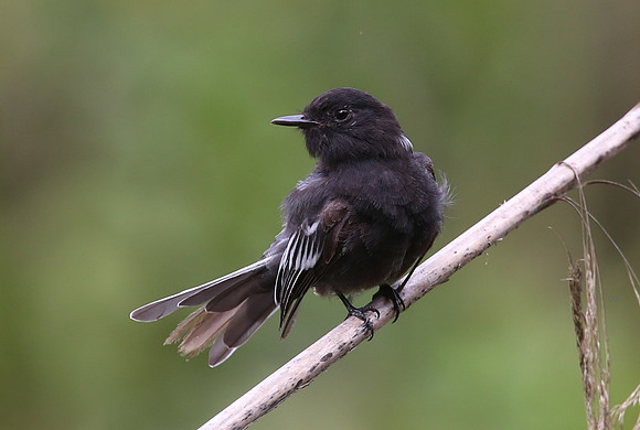 Black Phoebe - Mindo, Ecuador