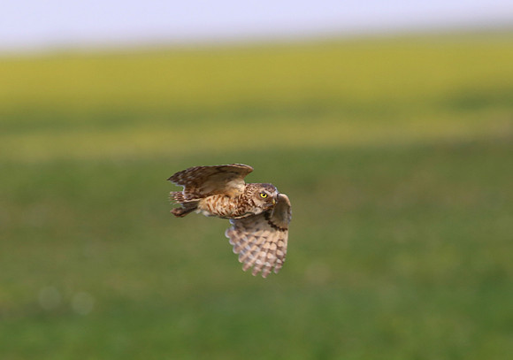 Burrowing Owl Flight - Badlands National Park, South Dakota
