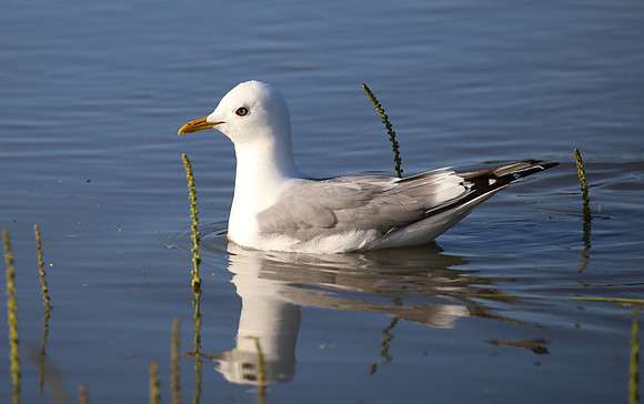 Short-billed Gull - Anchorage, Alaska