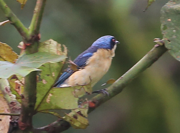 Fawn-breasted Tanager - Mindo, Ecuador
