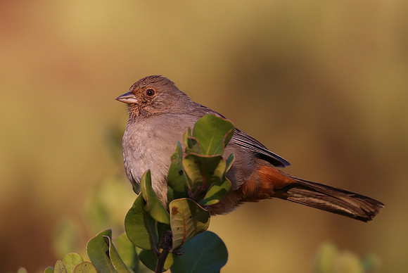 California Towhee - Camarillo, California