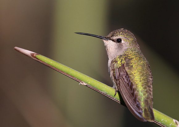 Costa's Hummingbird - Escondido, California